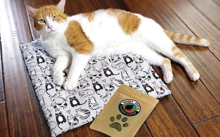 Tucker the cat with a package of Skinny Pete's Catnip and modeling on the Cat Mat